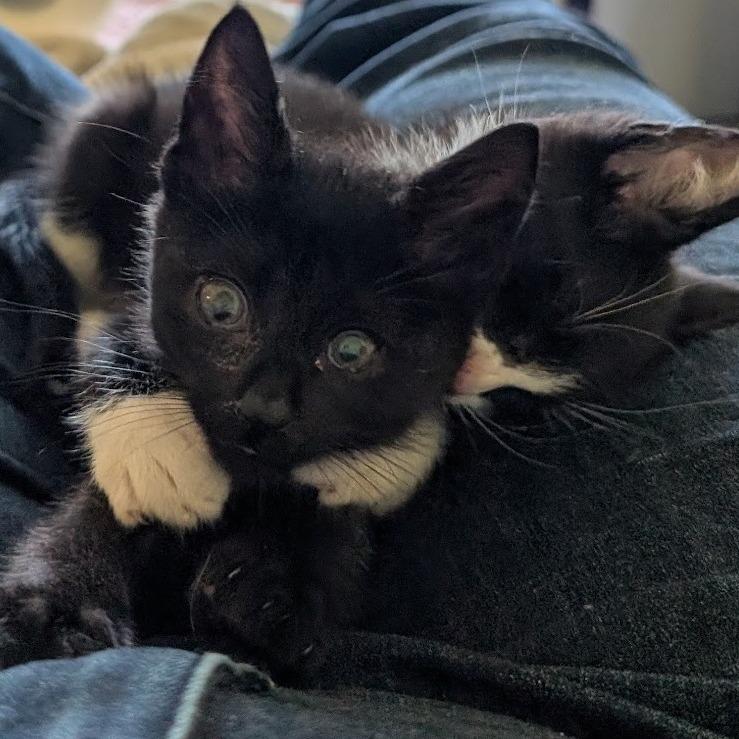 Zumi Zooma 16 — thumbnail 6