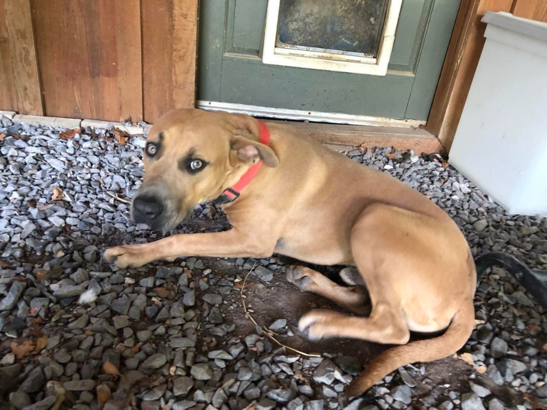 Scooby, Adopted, Young Female Mixed Breed.