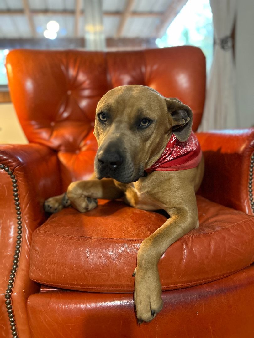 Enlarge Scooby, a Adopted mixed breed in Columbia, LA image 2/3