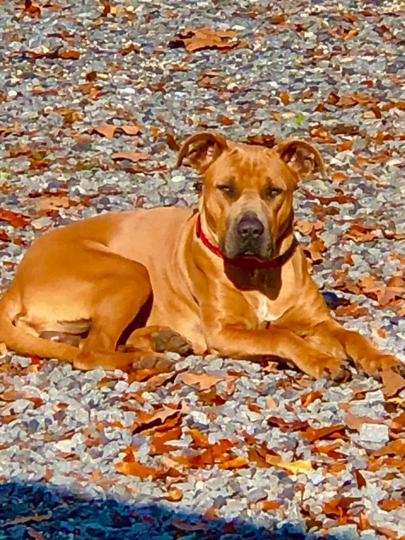 Enlarge Scooby, a Adopted mixed breed in Columbia, LA image 3/3