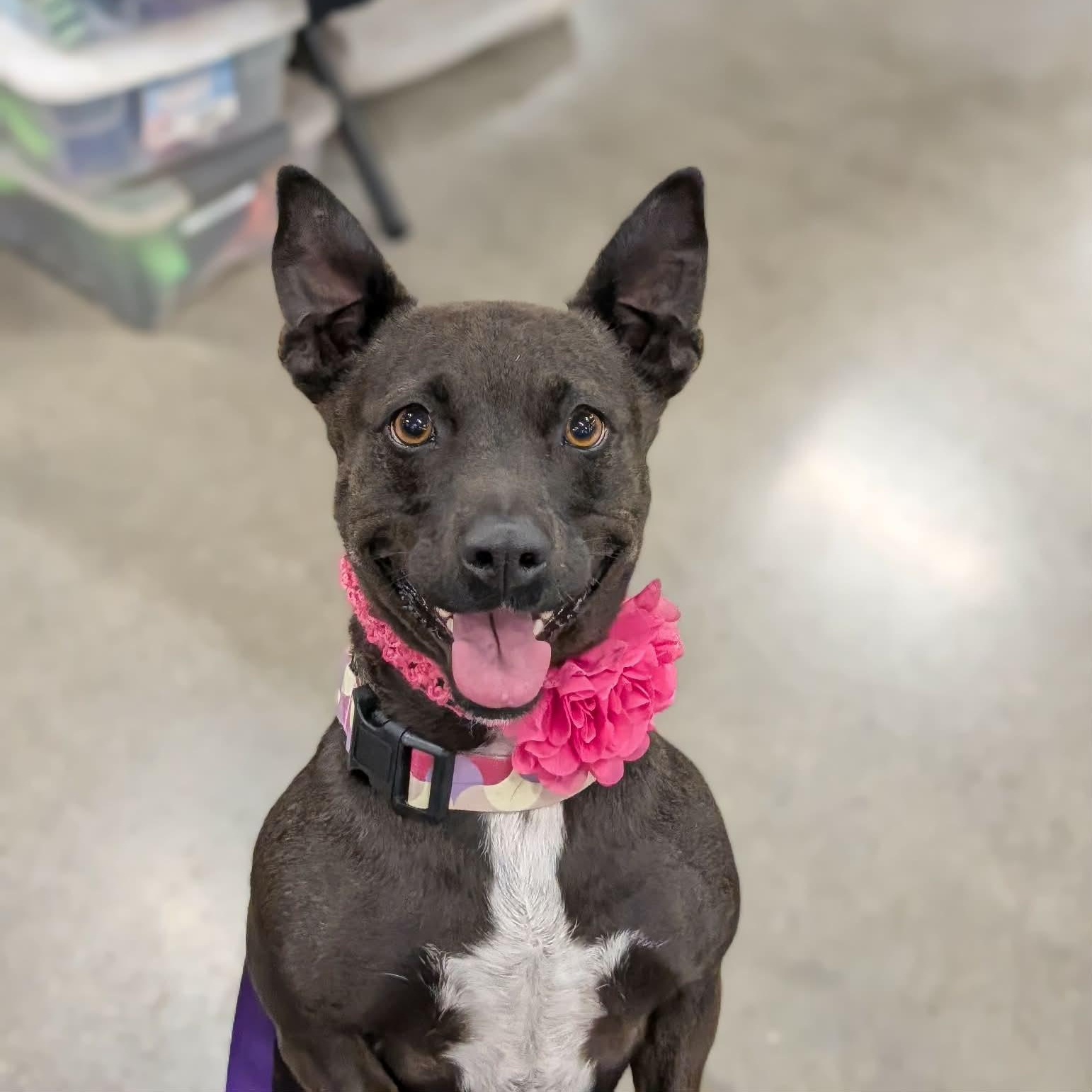 Enlarge Shortie, a ADOPTABLE mixed breed in Temecula, CA image 1/6