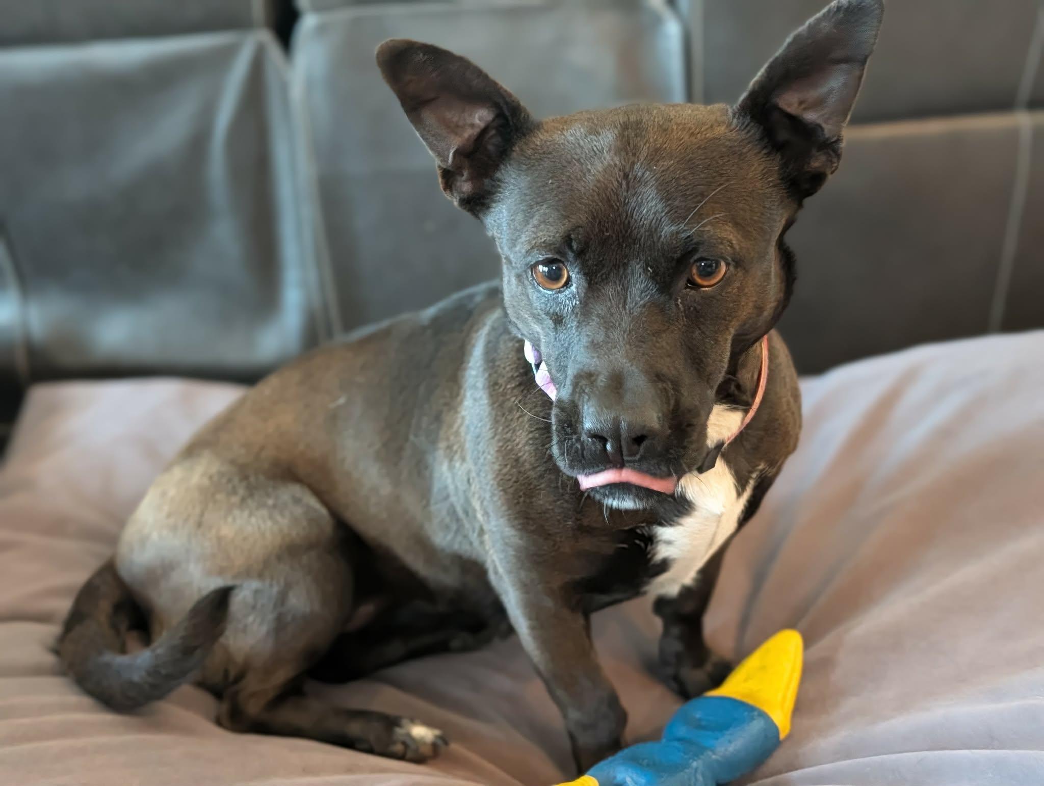 Shortie, a ADOPTABLE mixed breed in Temecula, CA image 3/6