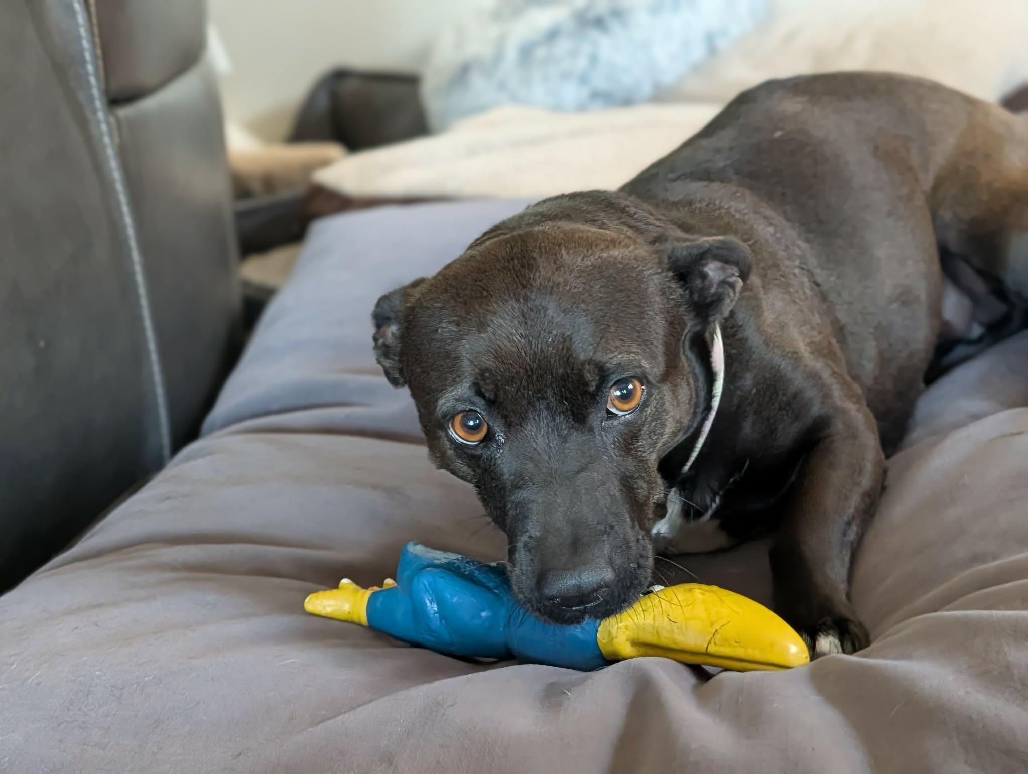 Shortie, a ADOPTABLE mixed breed in Temecula, CA image 2/6