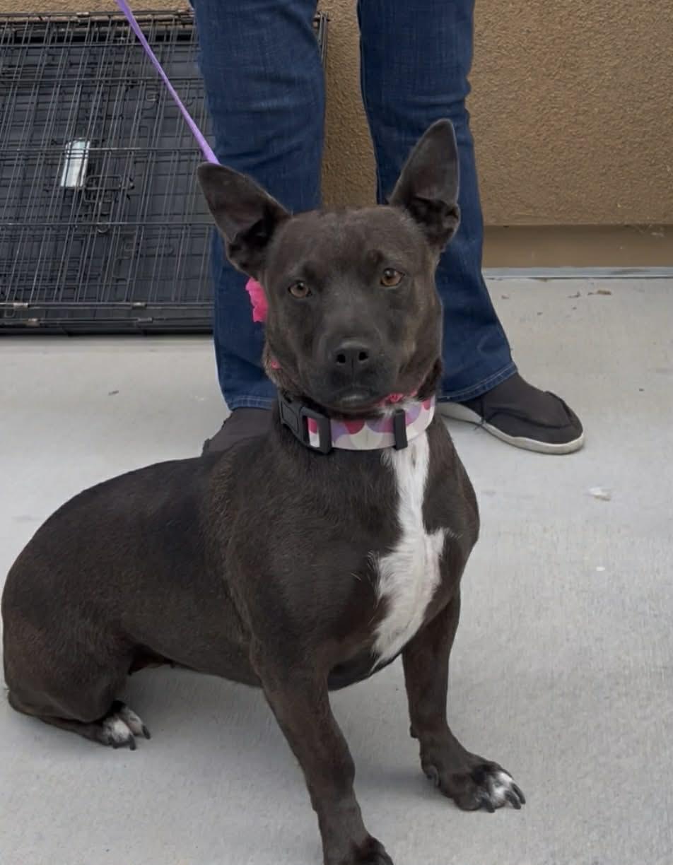 Enlarge Shortie, a ADOPTABLE mixed breed in Temecula, CA image 4/6