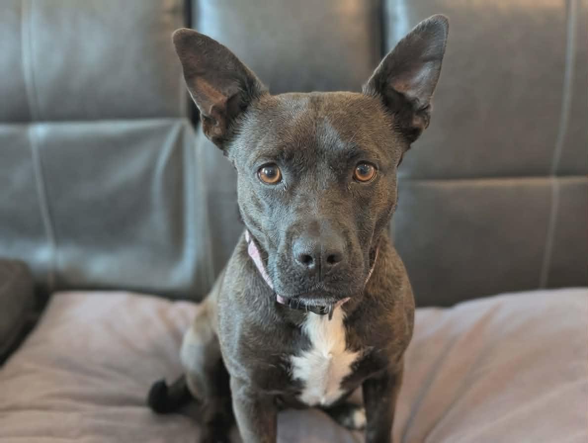 Shortie, a ADOPTABLE mixed breed in Temecula, CA image 1/6