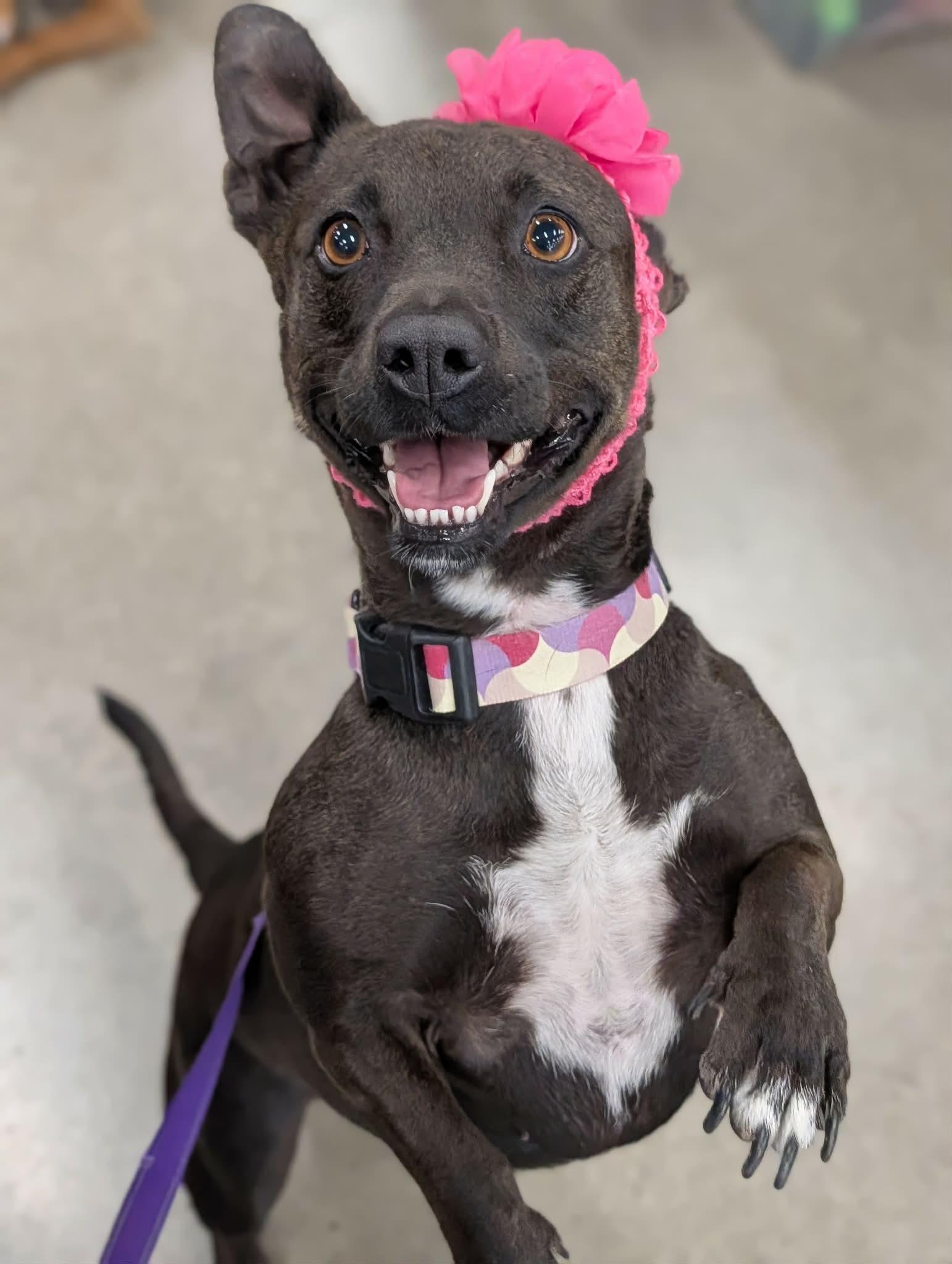 Enlarge Shortie, a ADOPTABLE mixed breed in Temecula, CA image 5/6