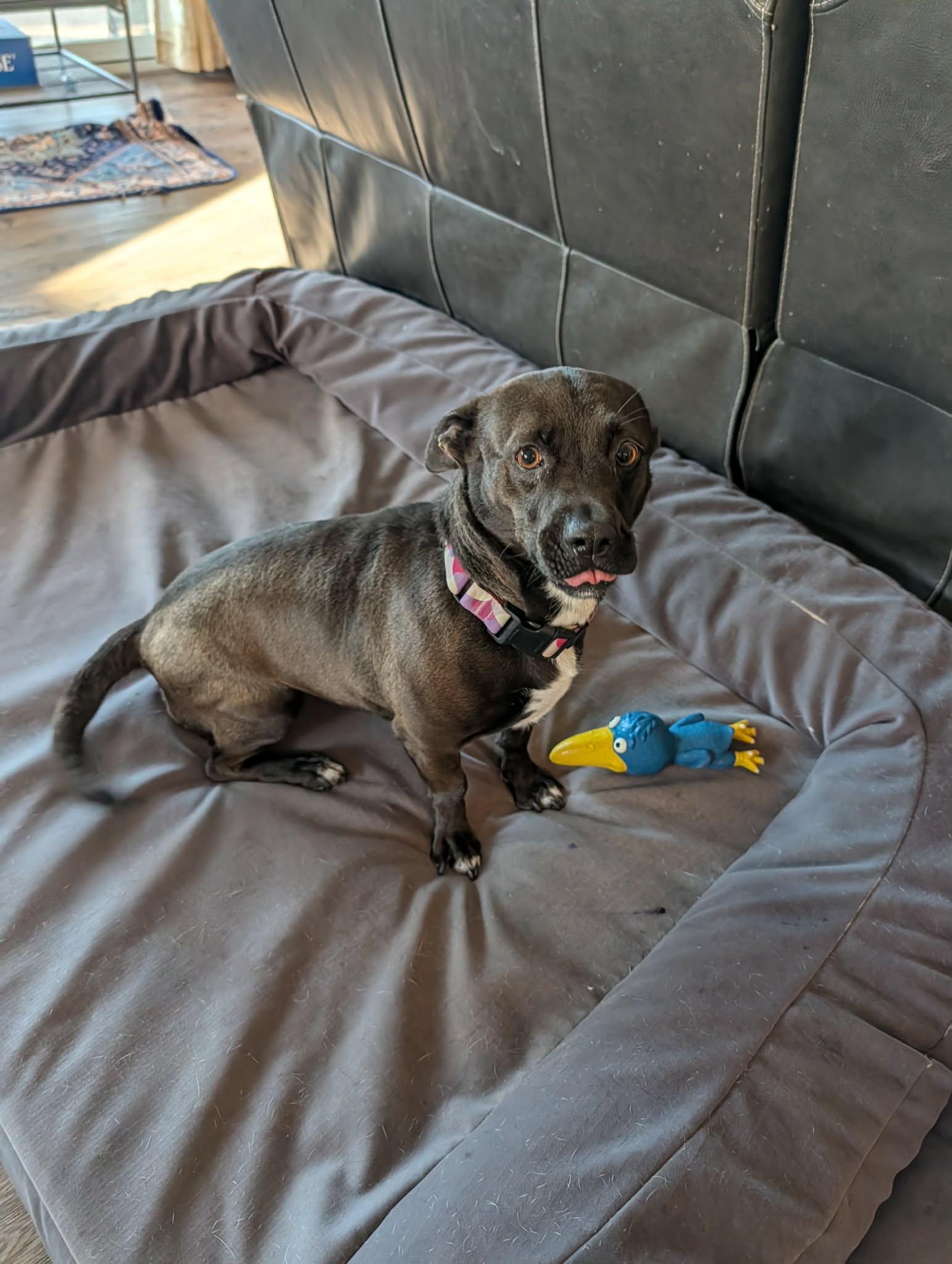 Shortie, a ADOPTABLE mixed breed in Temecula, CA image 4/6