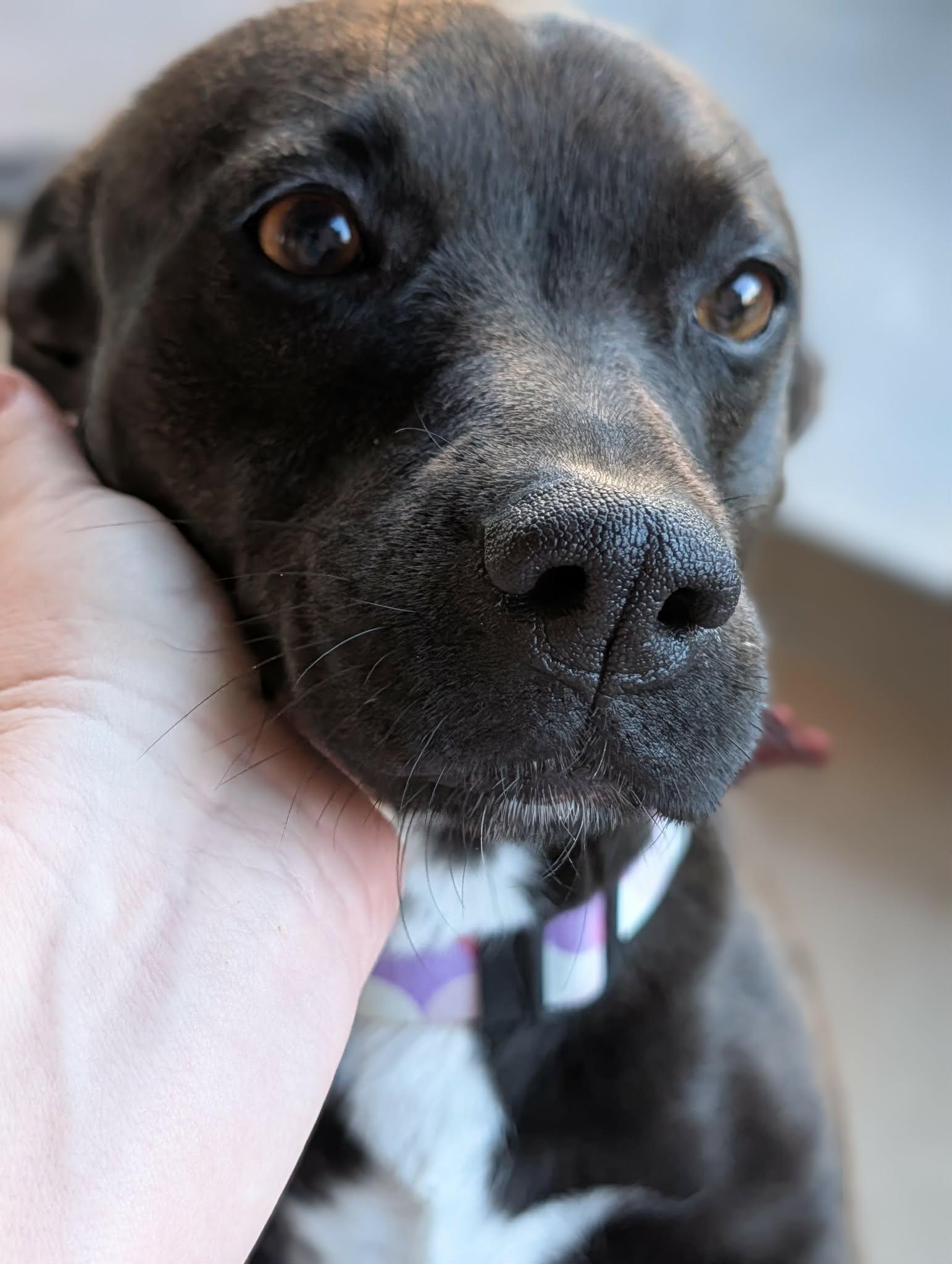 Shortie, a ADOPTABLE mixed breed in Temecula, CA image 5/6