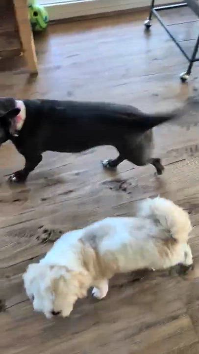 Enlarge Shortie, a ADOPTABLE mixed breed in Temecula, CA video 6/6