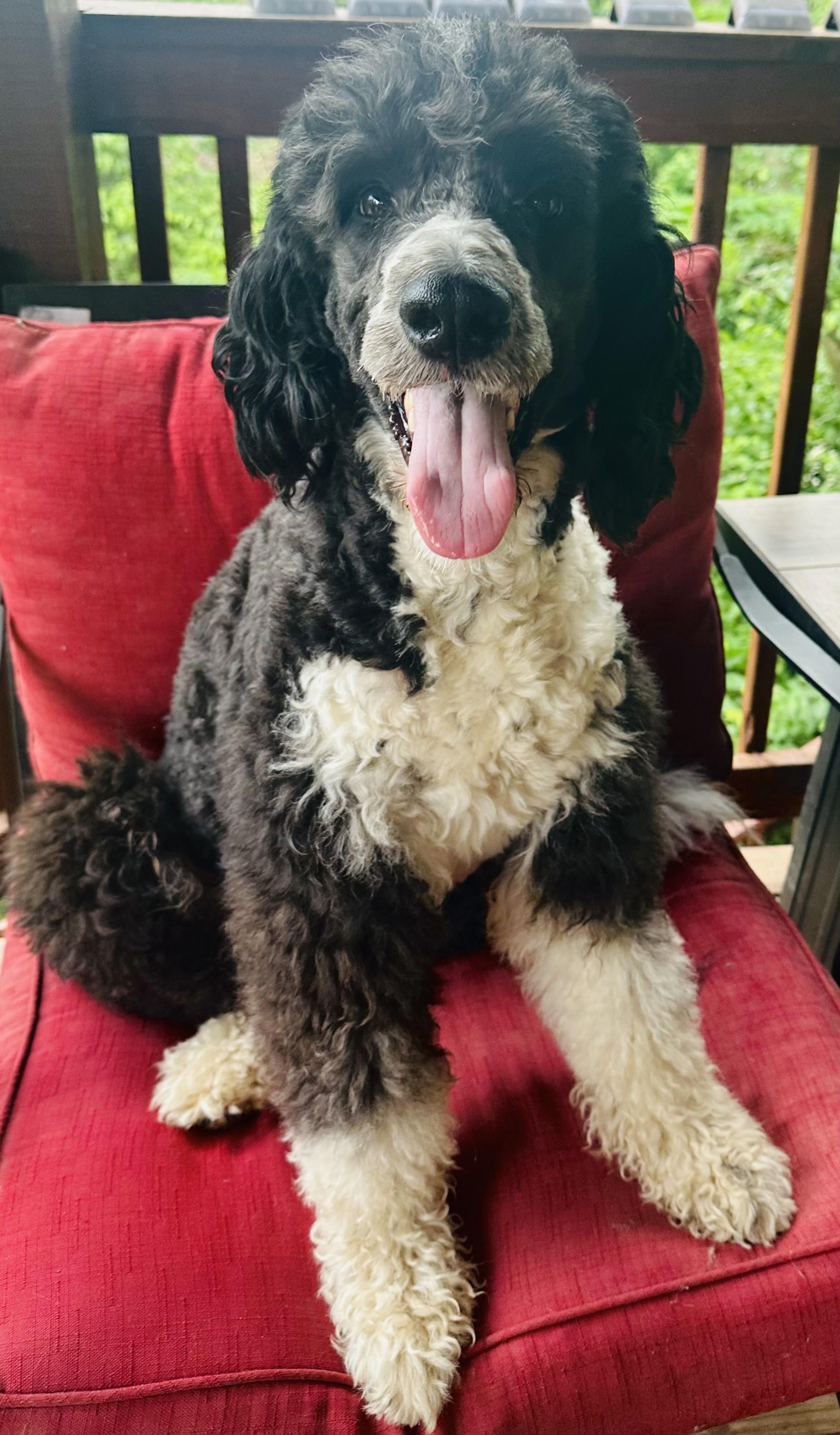 Milo, an adopted mixed breed in Shepherdsville, KY image 2/2