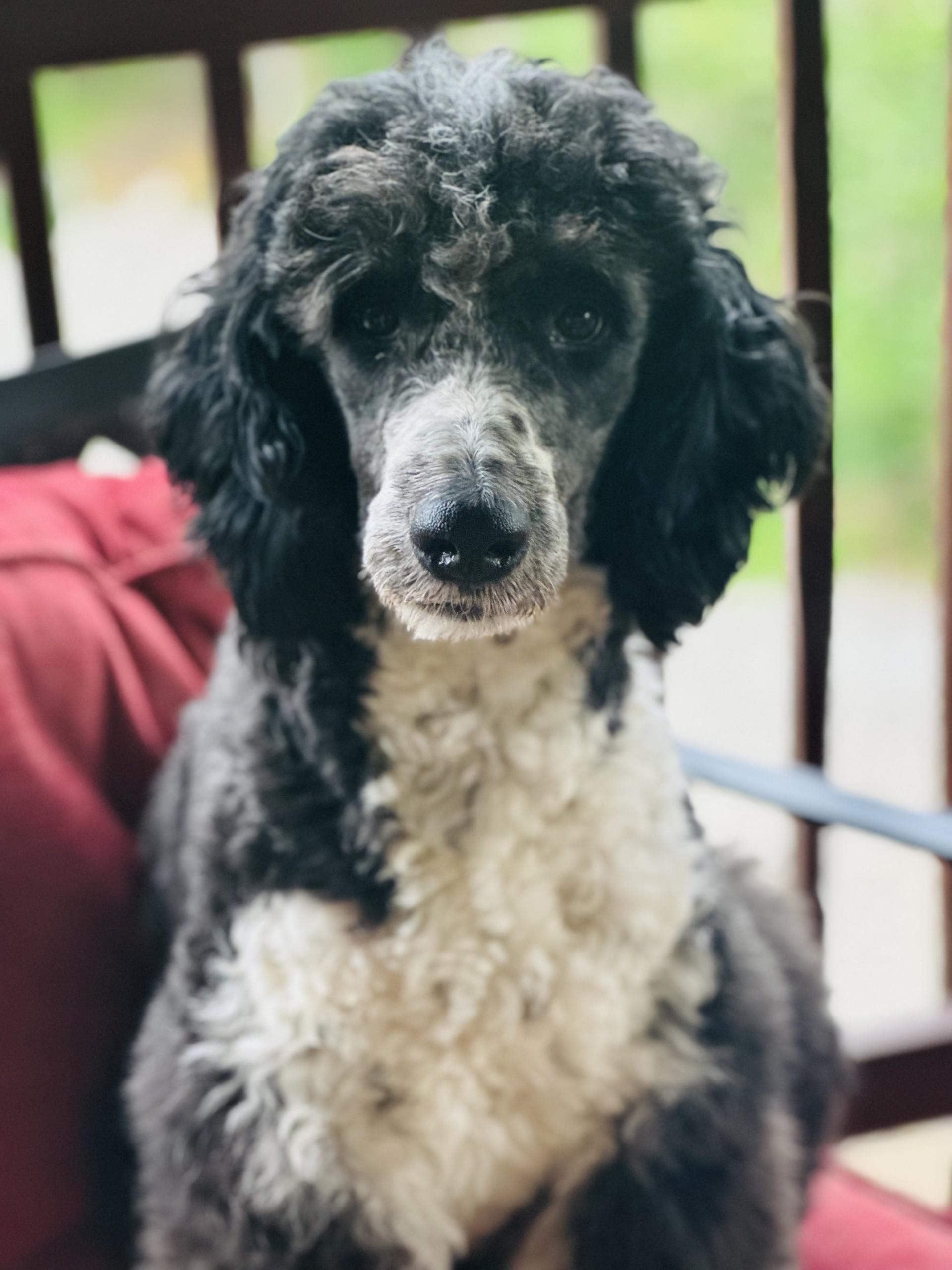 Milo, adopted, Adult Male Poodle & Border Collie.