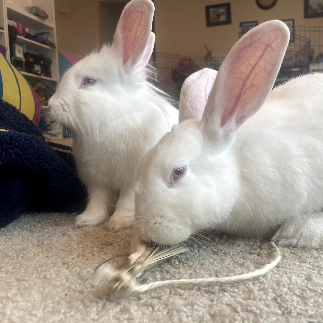 Clarence, Adoptable, Young Male Lionhead.