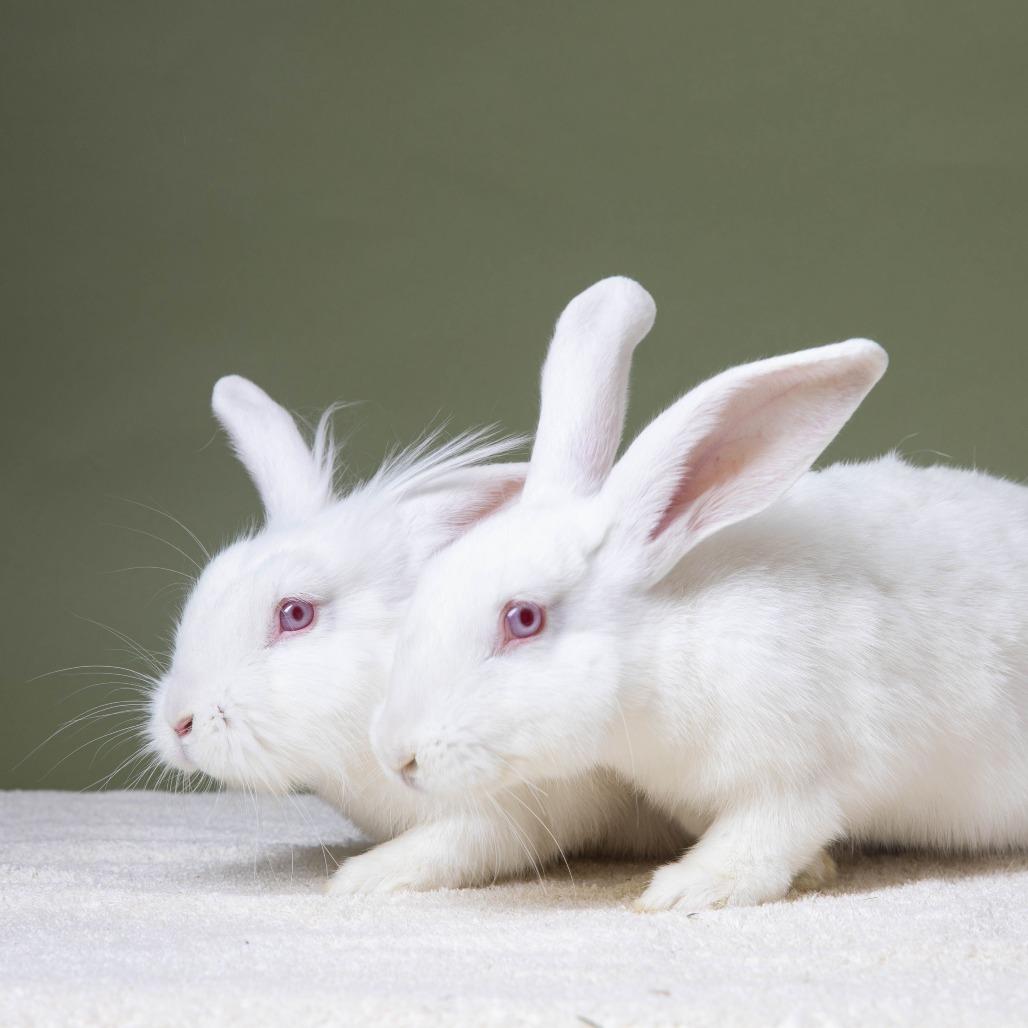 Enlarge Clarence, a Adoptable Lionhead in Richmond, CA image 2/6