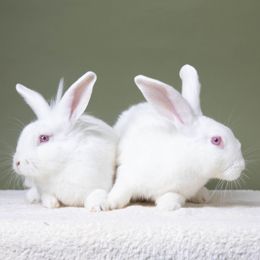 Enlarge Clarence, a Adoptable Lionhead in Richmond, CA image 3/6