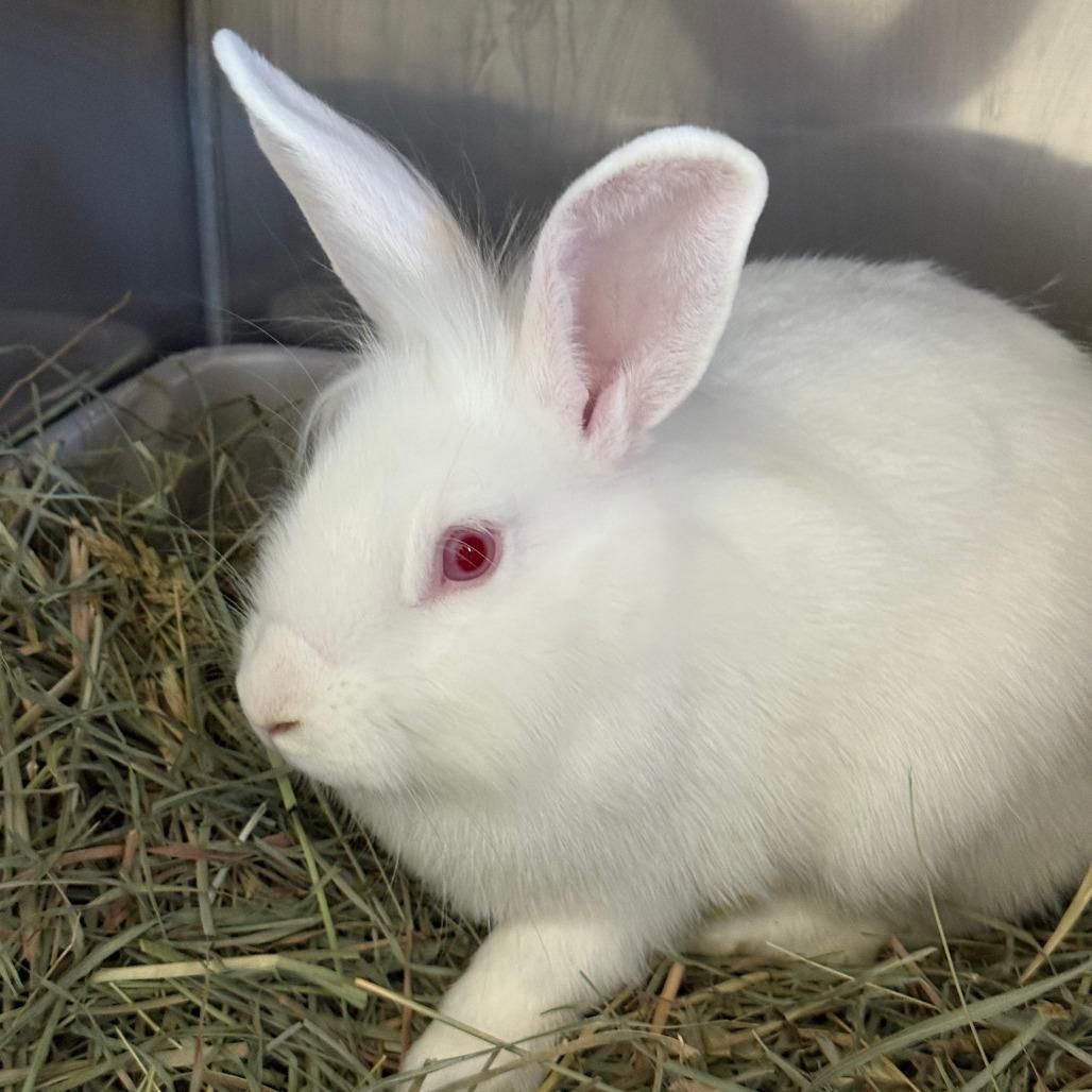 Enlarge Clarence, a Adoptable Lionhead in Richmond, CA image 5/6