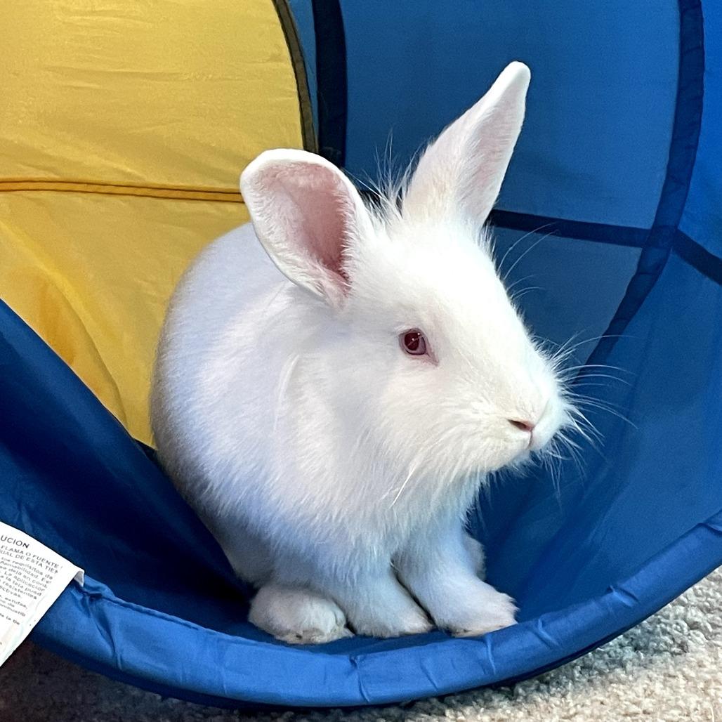 Enlarge Clarence, a Adoptable Lionhead in Richmond, CA image 5/6