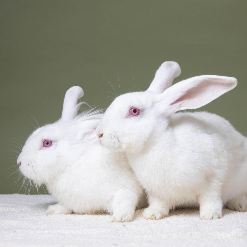 Enlarge Clarence, a Adoptable Lionhead in Richmond, CA image 6/6