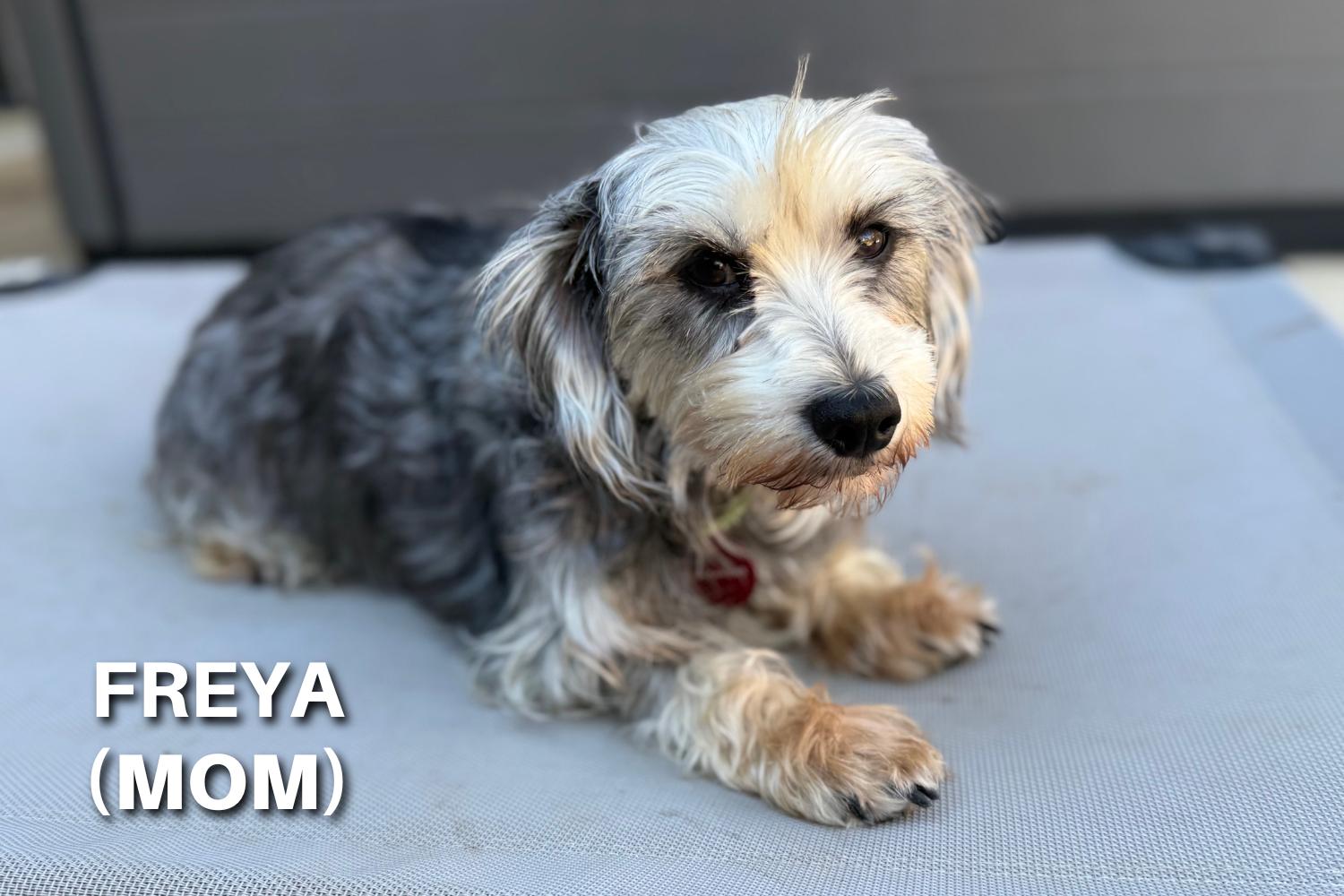 Enlarge Valen, an adoptable mixed breed in San Antonio, TX image 4/4