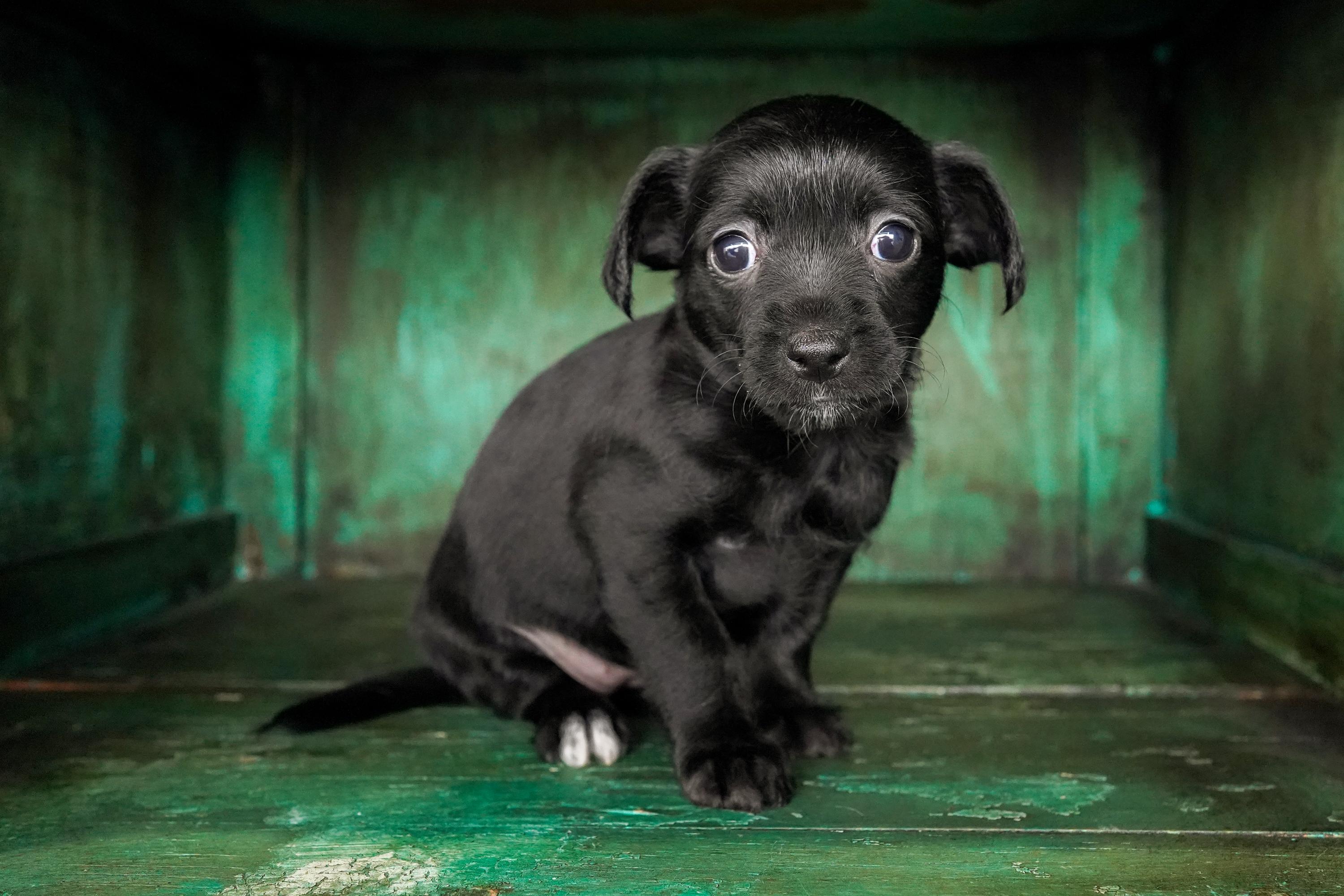 Enlarge Valen, an adoptable mixed breed in San Antonio, TX image 3/4