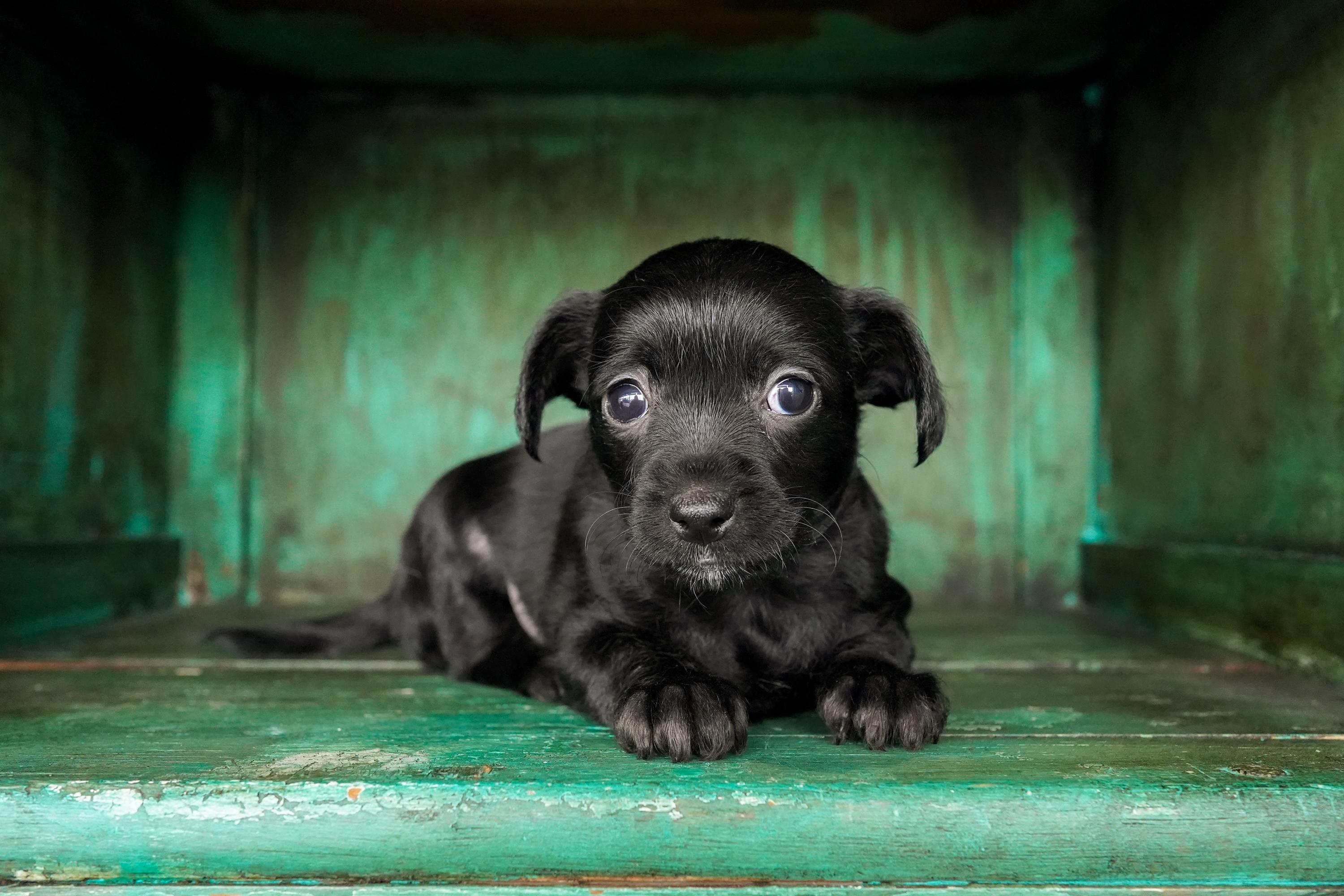 Enlarge Valen, an adoptable mixed breed in San Antonio, TX image 1/4