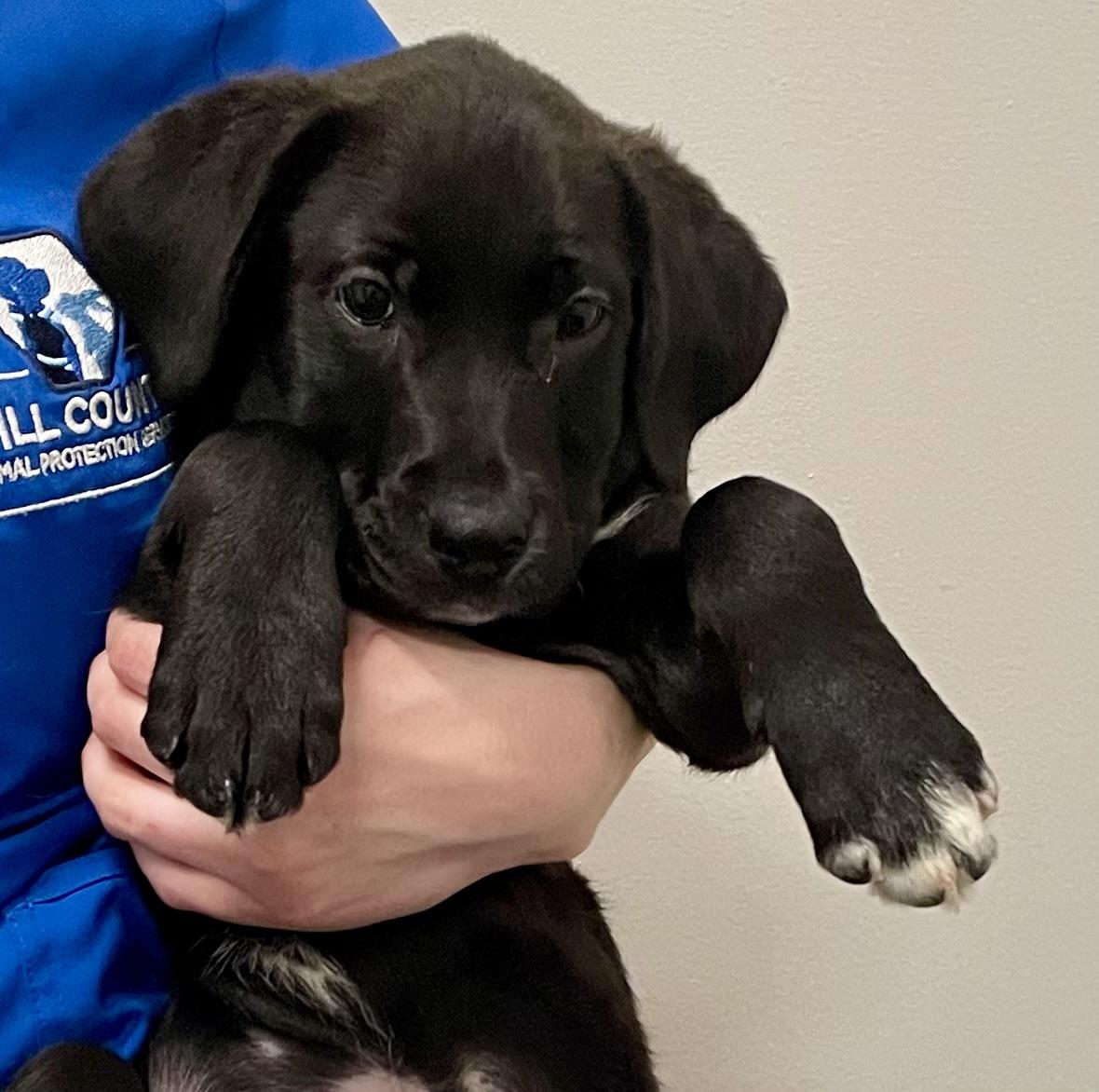 Enlarge Edward, a Adopted  in Joliet, IL image 2/6