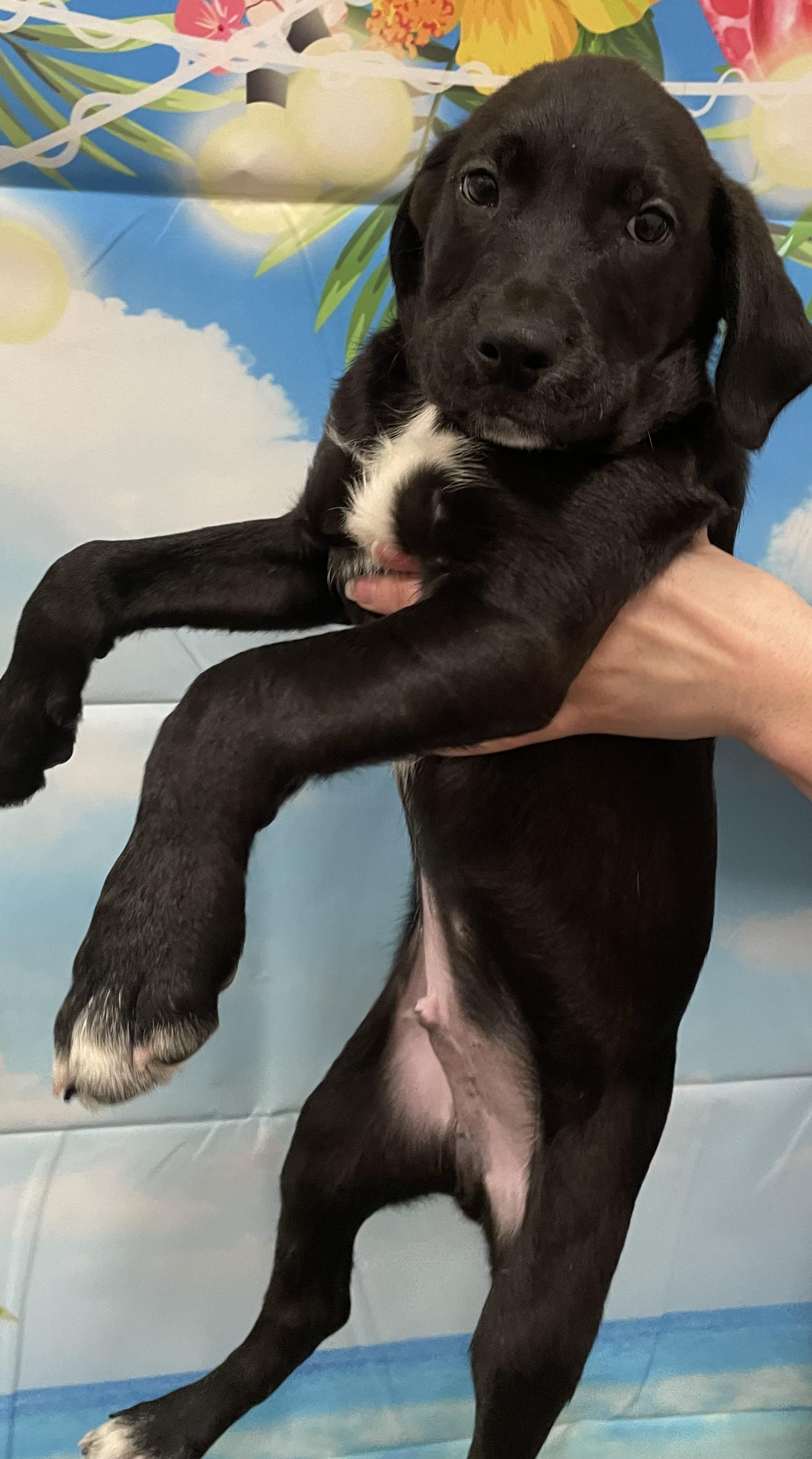 Enlarge Edward, a Adopted  in Joliet, IL image 5/6