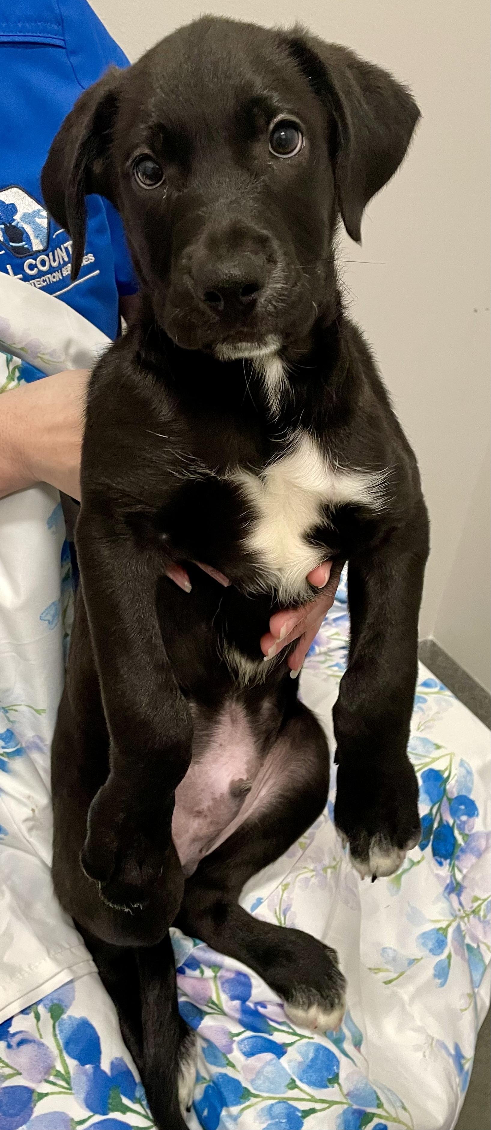 Enlarge Edward, a Adopted  in Joliet, IL image 6/6