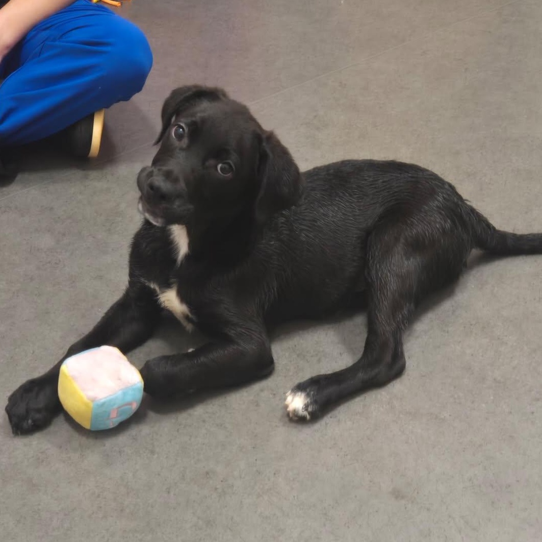 Enlarge Edward, a Adopted  in Joliet, IL image 1/6