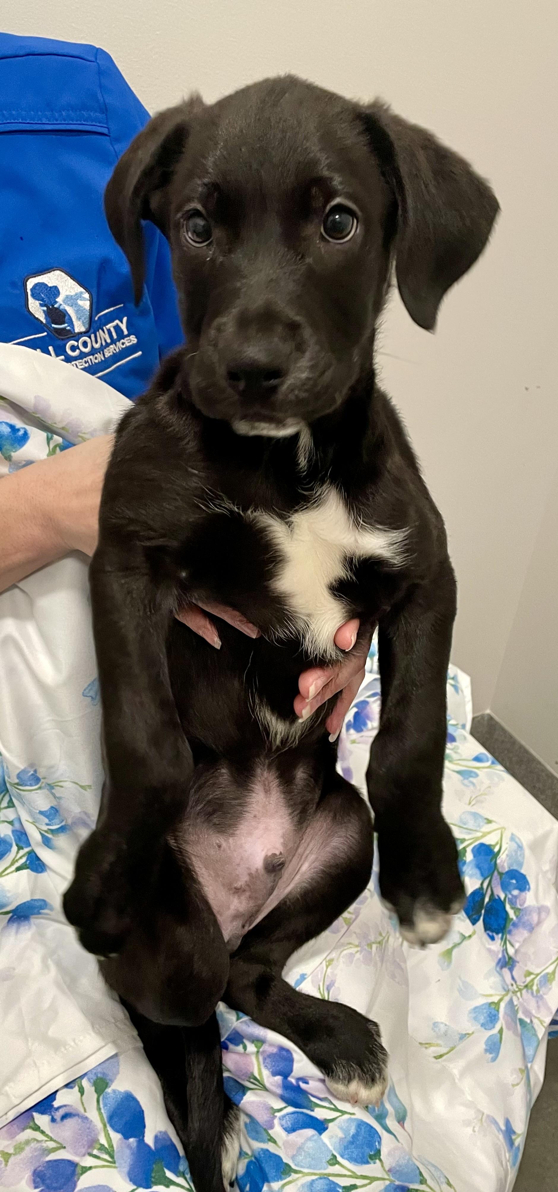 Enlarge Edward, a Adopted  in Joliet, IL image 3/6