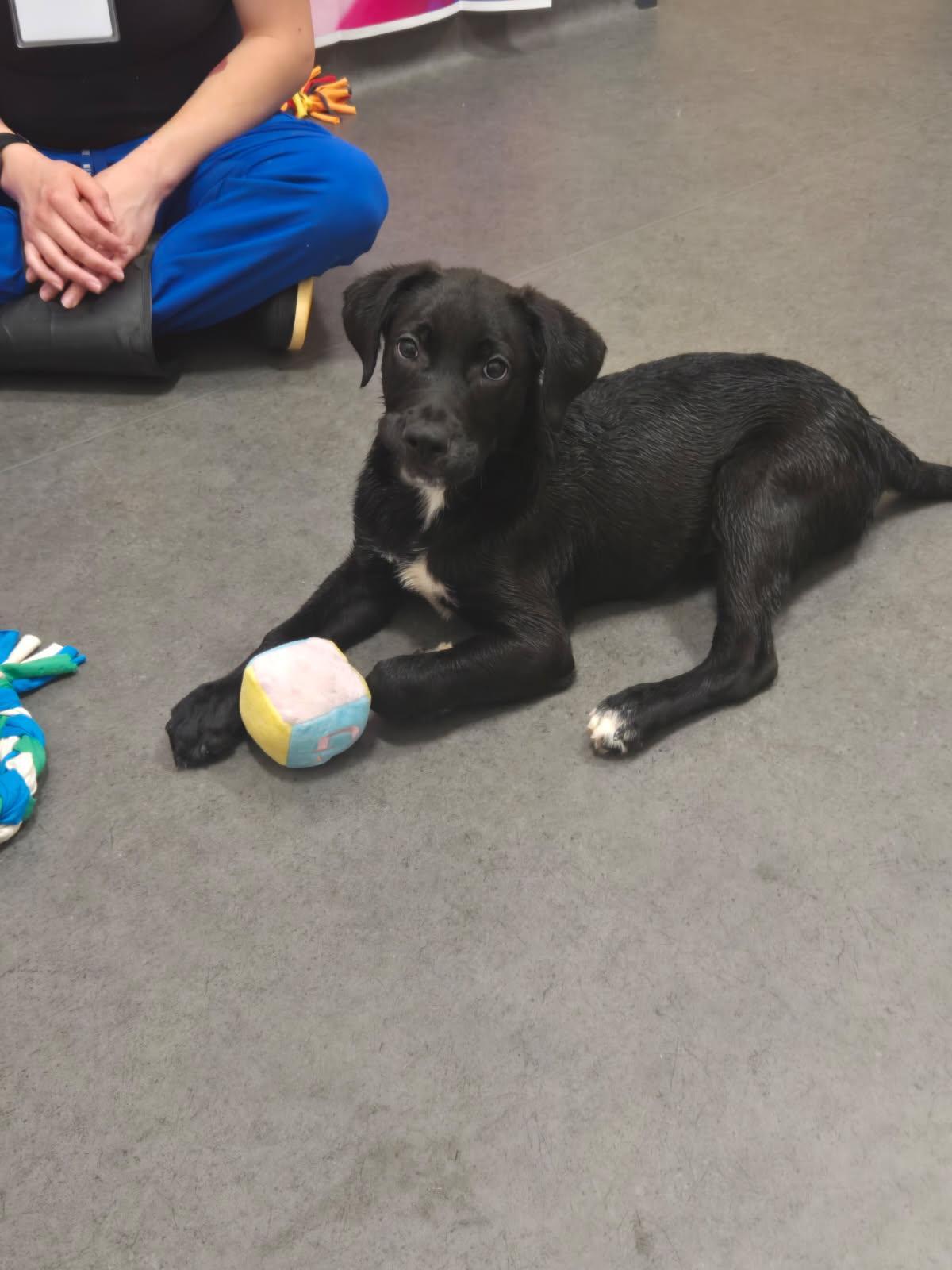 Enlarge Edward, a Adopted  in Joliet, IL image 4/6