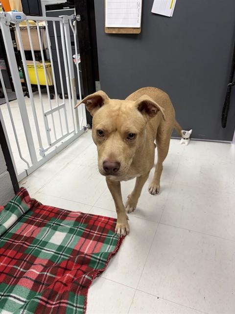 Enlarge QUEEN BEE, a Adoptable mixed breed in Chester, SC image 1/1