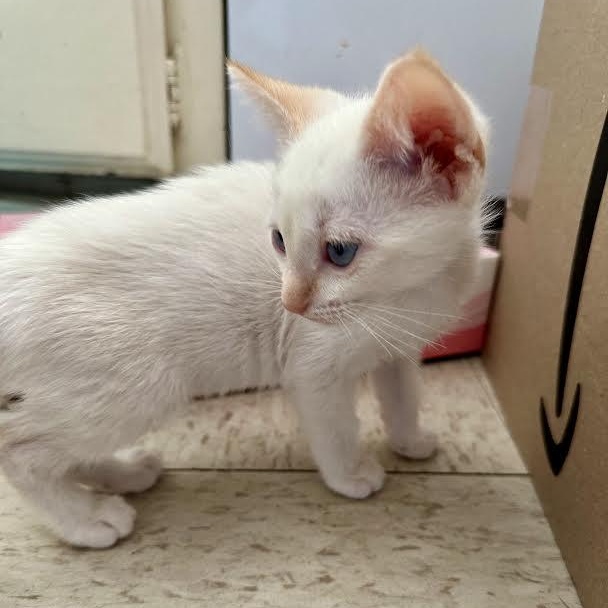 OLLIE Born April 27th on the streets and saved just in time by a kind rescuer O