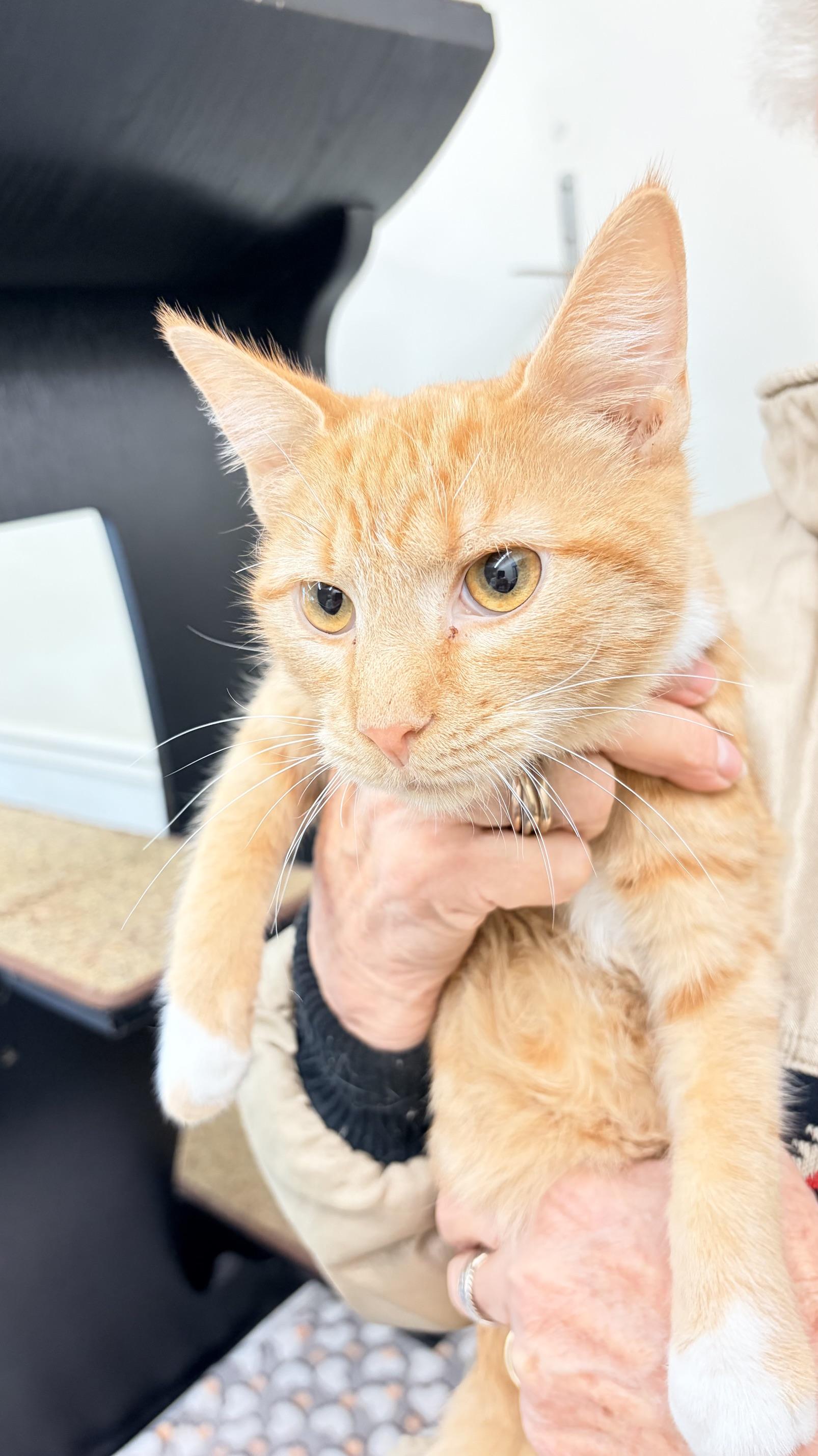 Enlarge Tonga, a Adoptable Domestic Medium Hair in Fincastle, VA image 1/1