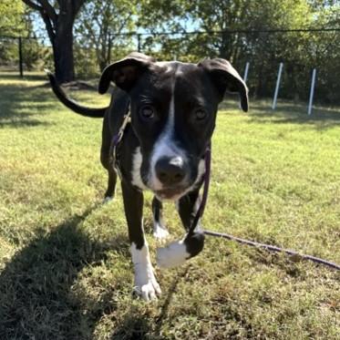 Opal, Adoptable, Young Female Mixed Breed & Mixed Breed.