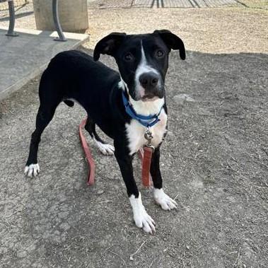 Enlarge Opal, a Adoptable mixed breed in Dallas, TX image 2/6