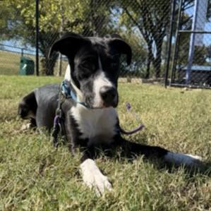 Enlarge Opal, a Adoptable mixed breed in Dallas, TX image 5/6