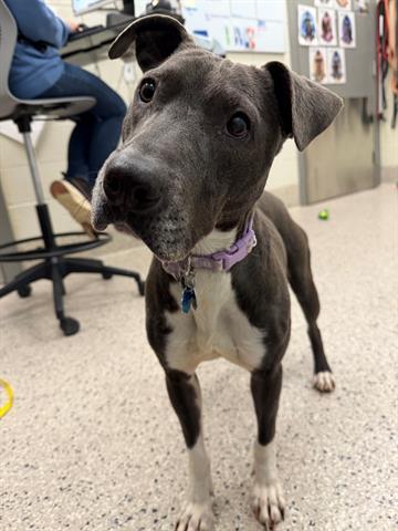 BILLY JEAN, Adoptable, Adult Female Pit Bull Terrier & Labrador Retriever.