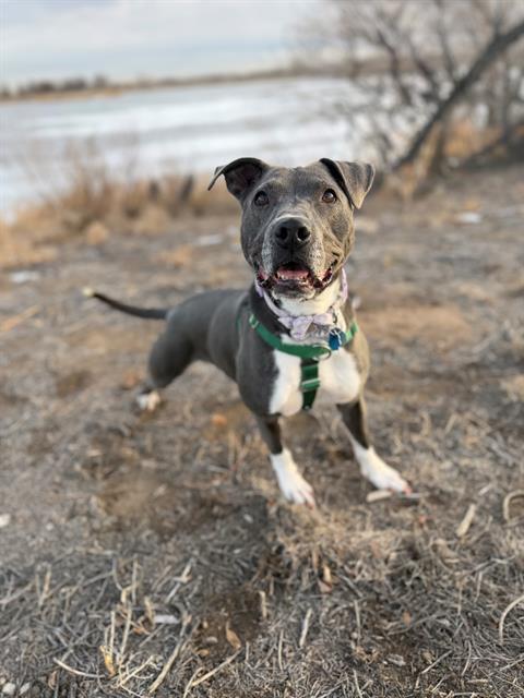 Enlarge BILLY JEAN, a Adoptable mixed breed in Brighton, CO image 1/1