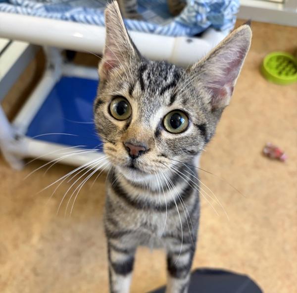 Donny, Adoptable, Young Male Domestic Short Hair.