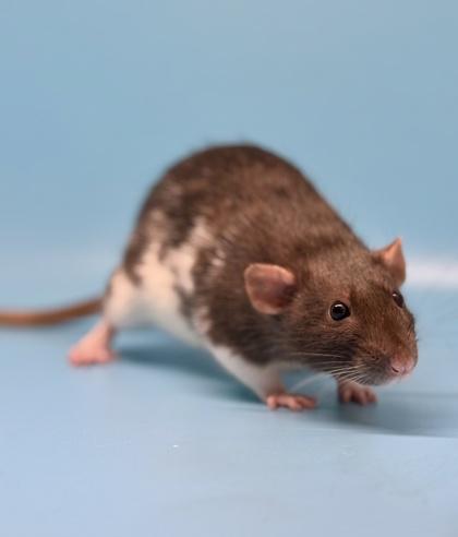 Althea, Adopted, Adult Female Rat.