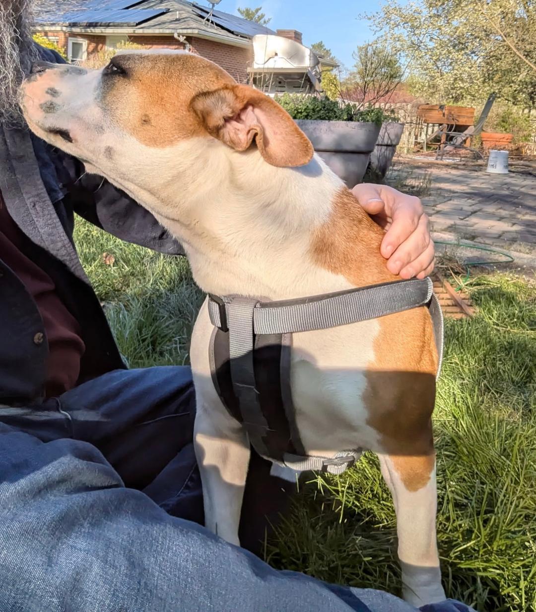 Enlarge Leelou, a Adopted mixed breed in Baltimore, MD image 1/3
