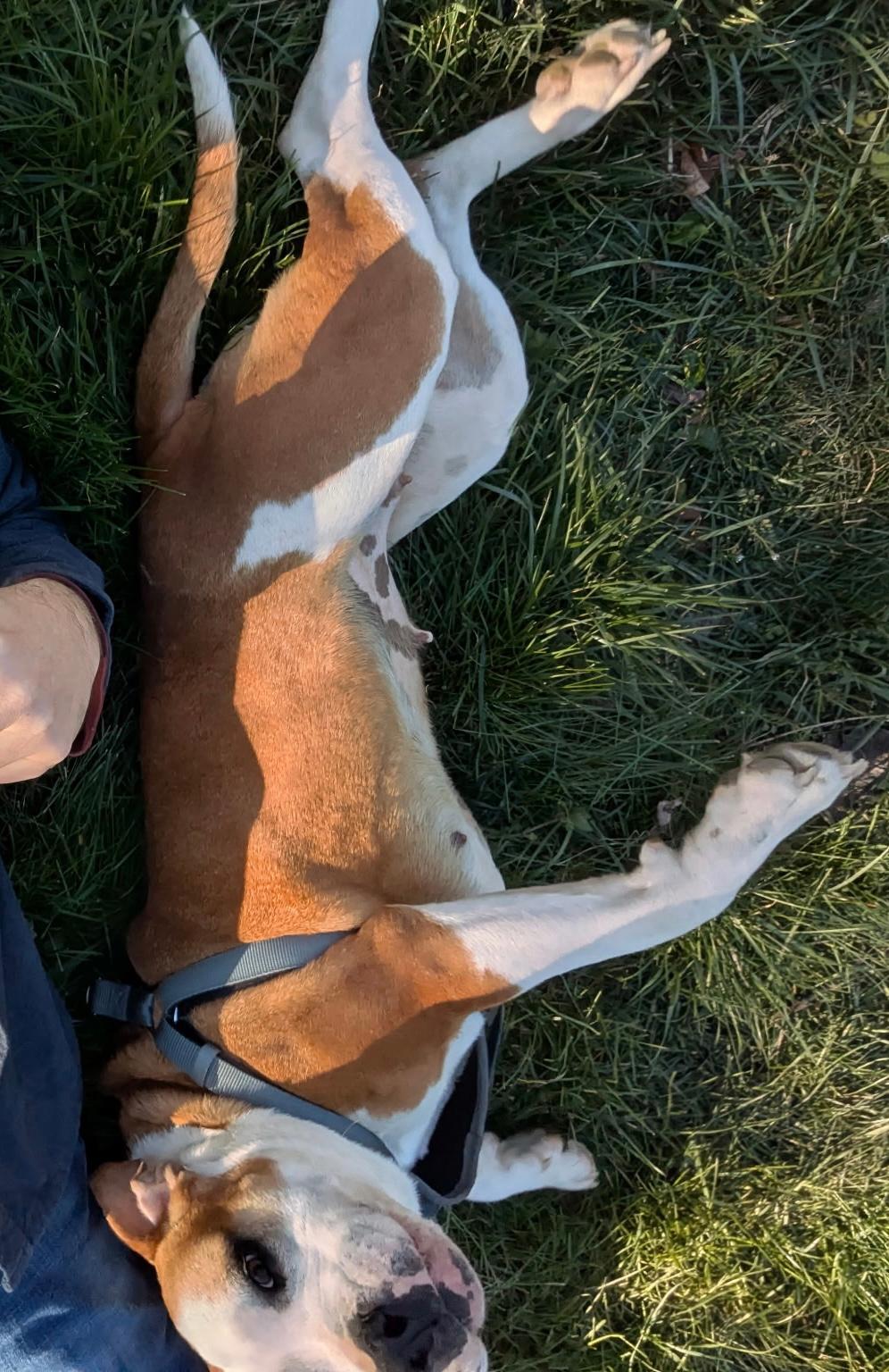 Enlarge Leelou, a Adopted mixed breed in Baltimore, MD image 2/3