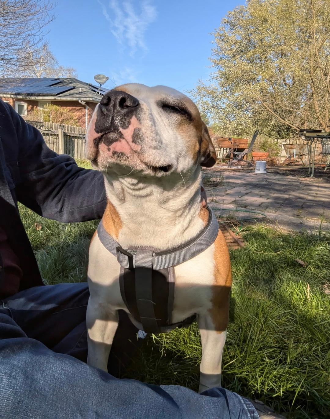 Enlarge Leelou, a Adopted mixed breed in Baltimore, MD image 3/3