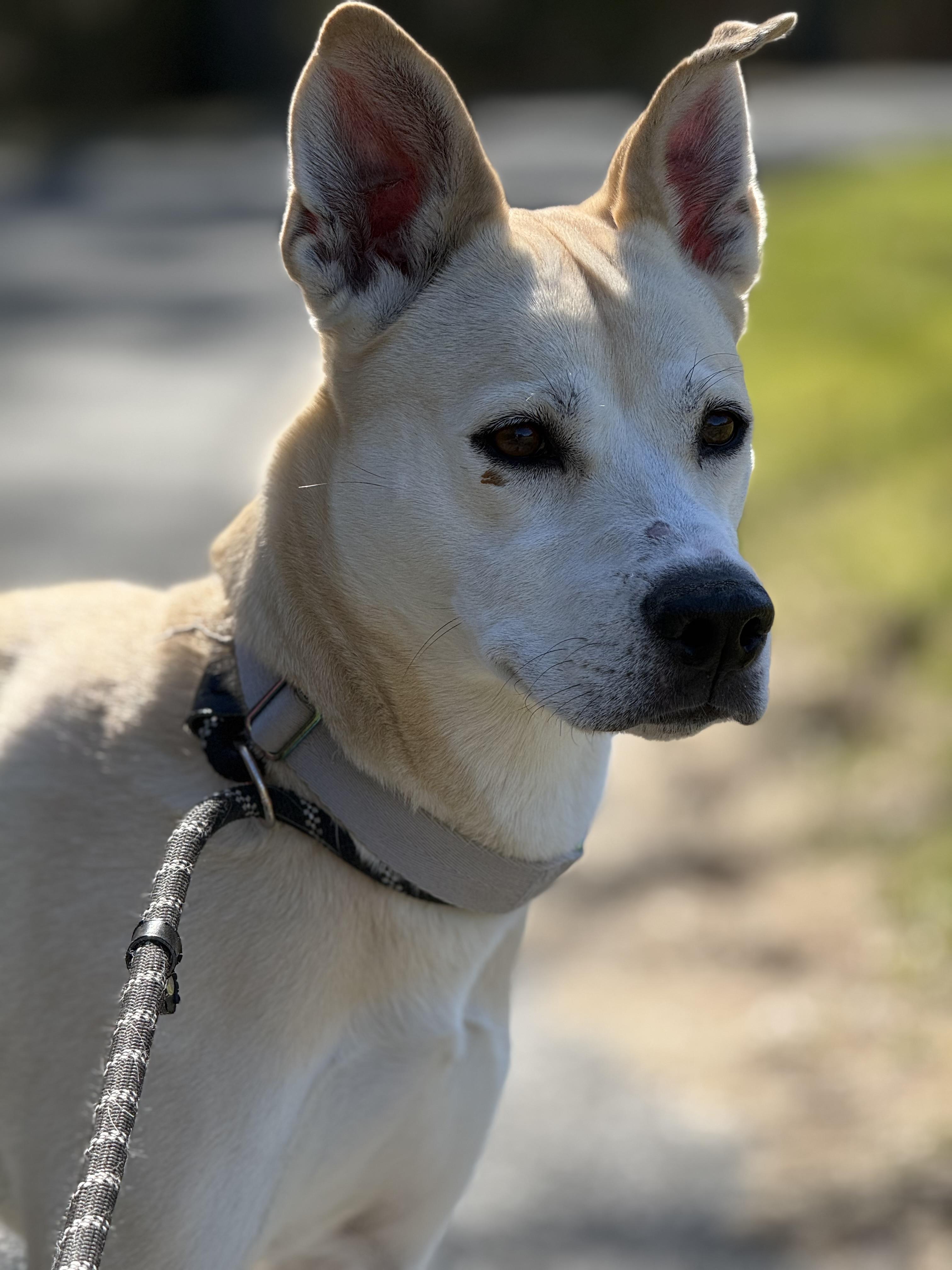 Enlarge Izzy, an adoptable Mixed Breed in Plymouth, MA image 4/6