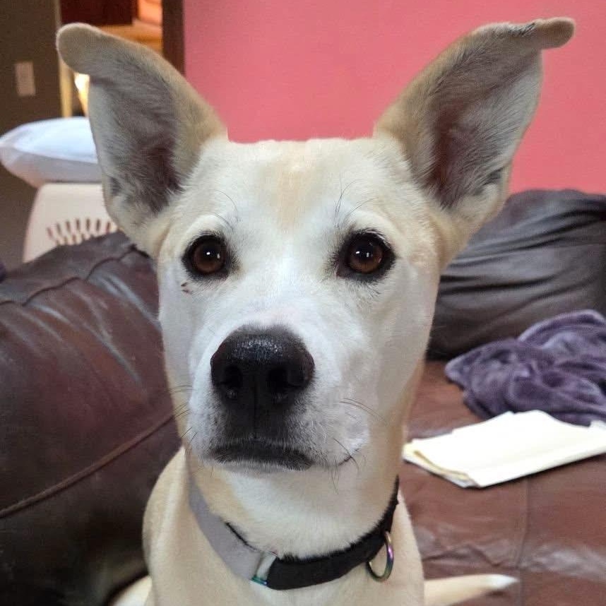 Izzy, adoptable, Adult Female Mixed Breed.