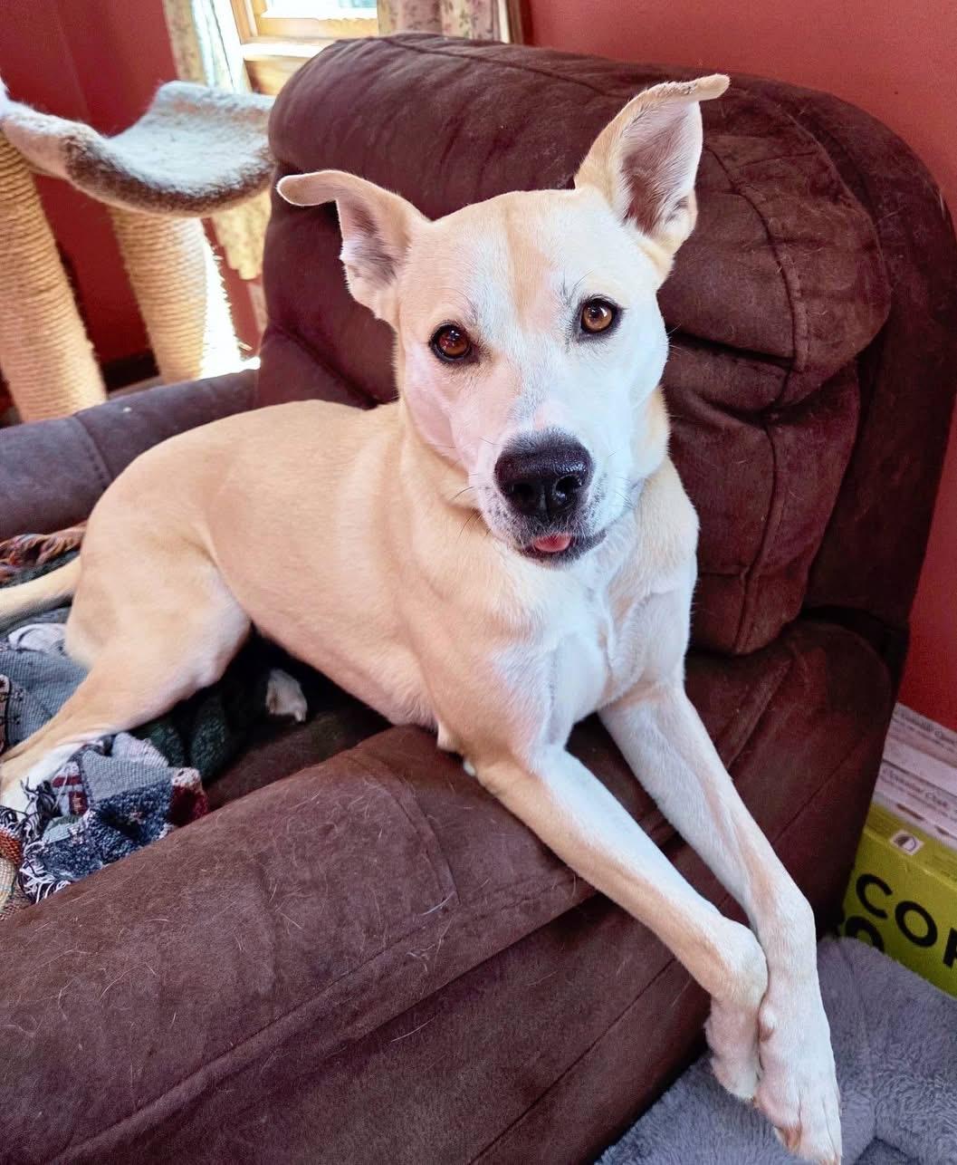 Enlarge Izzy, an adoptable Mixed Breed in Plymouth, MA image 1/6