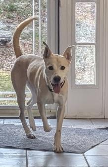 Izzy, ADOPTABLE, Adult Female Mixed Breed.