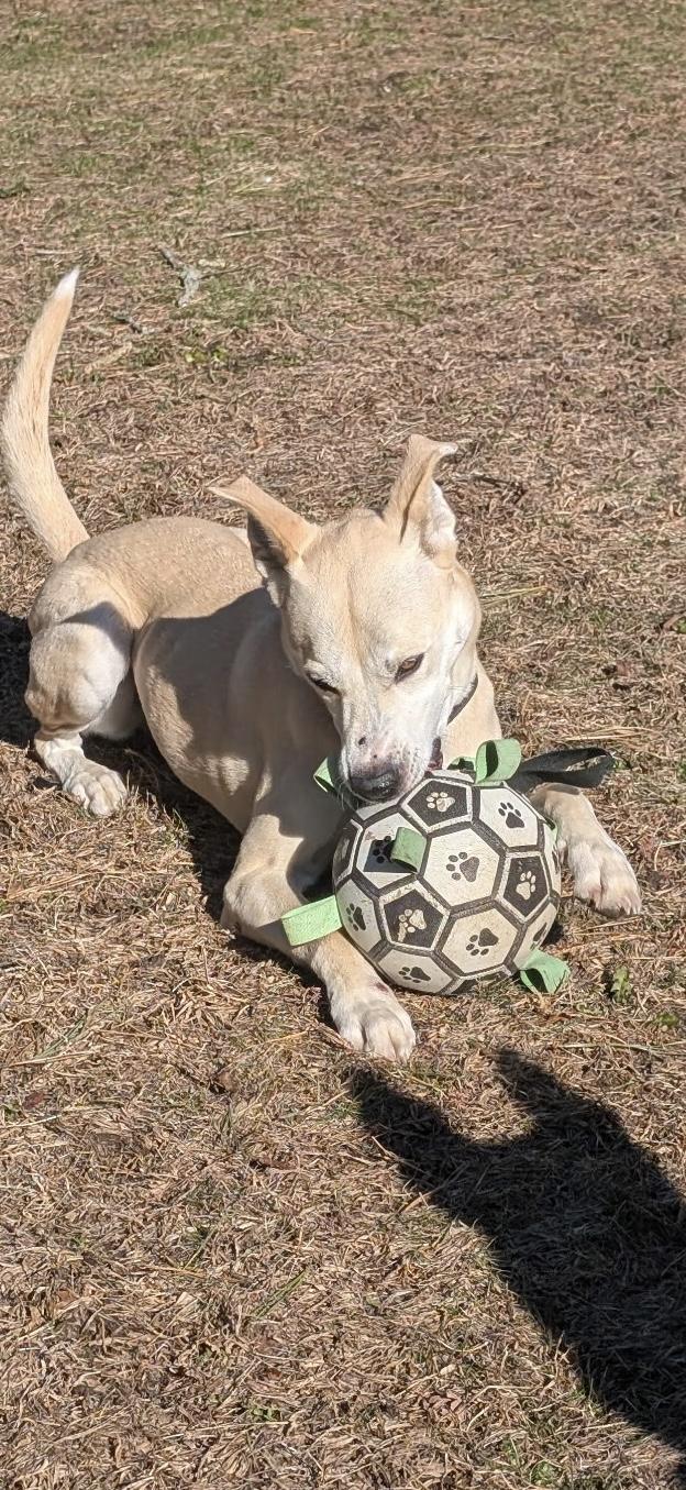 Enlarge Izzy, a ADOPTABLE Mixed Breed in Plymouth, MA image 5/6
