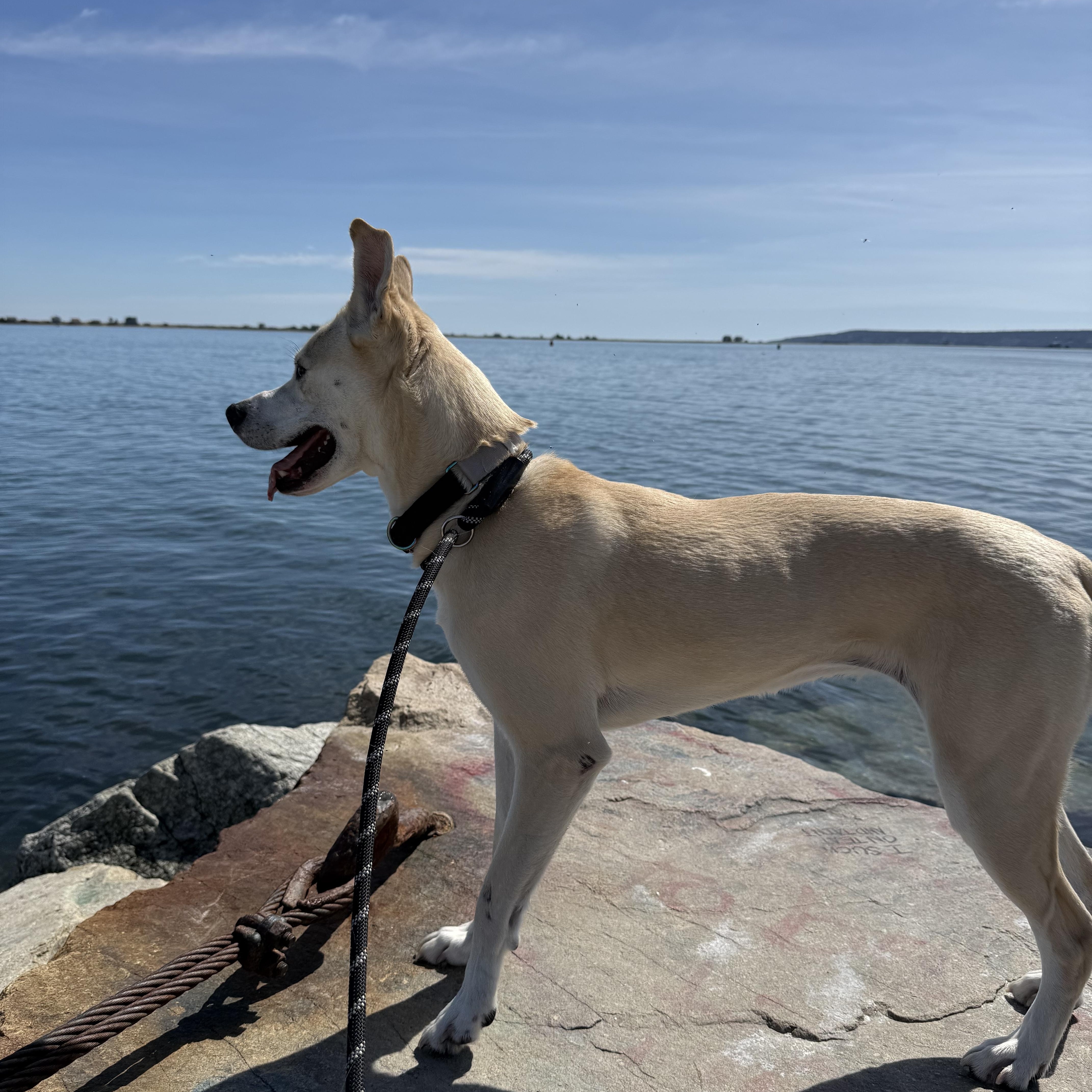 Enlarge Izzy, an adoptable Mixed Breed in Plymouth, MA image 3/6