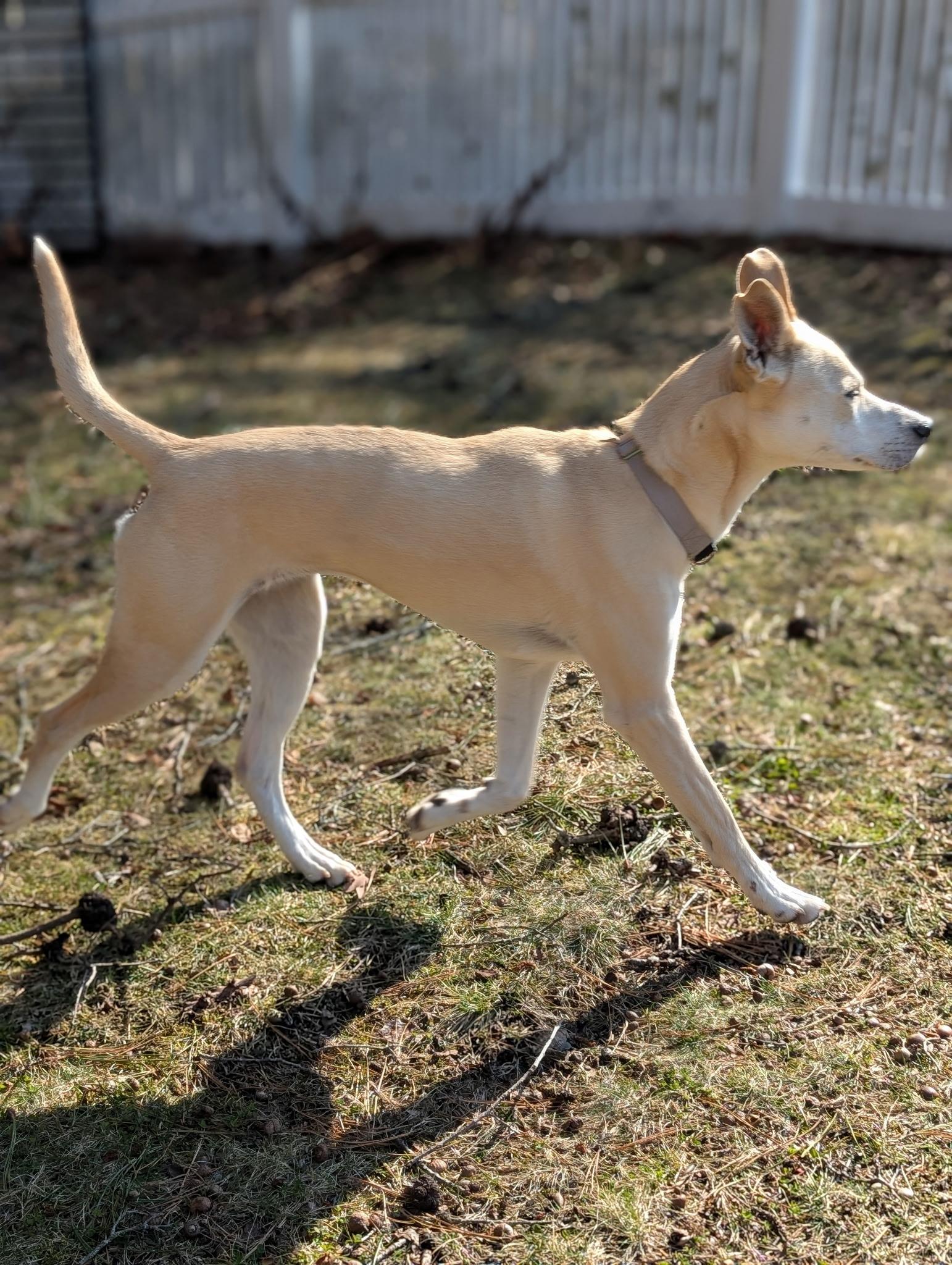 Enlarge Izzy, a ADOPTABLE Mixed Breed in Plymouth, MA image 3/6